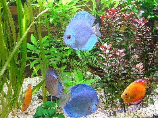 Aquarium-Museum van Luik